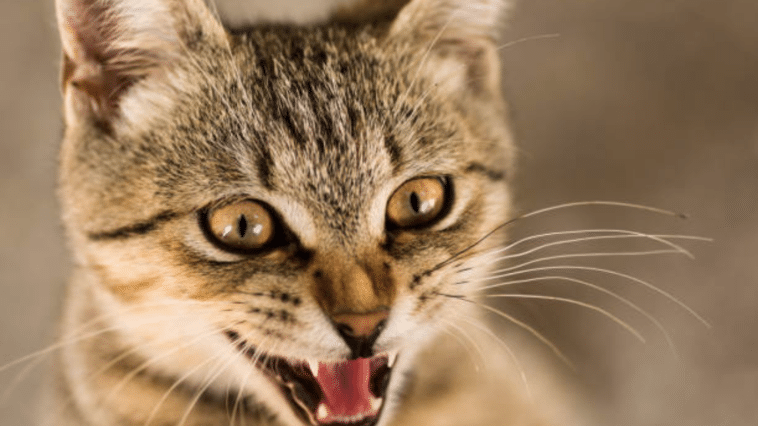Mon Chat à Toujours Faim Et Vole