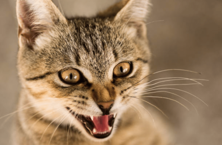 chat agressif