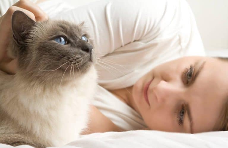 chat blanc couché humain
