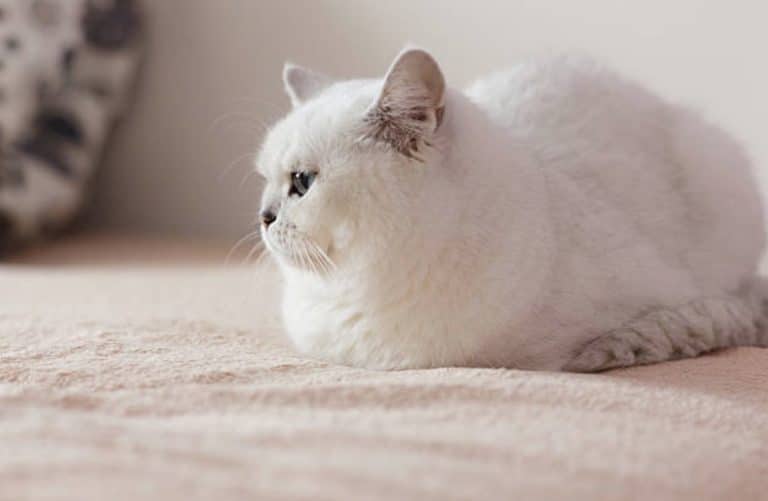chat couché blanc