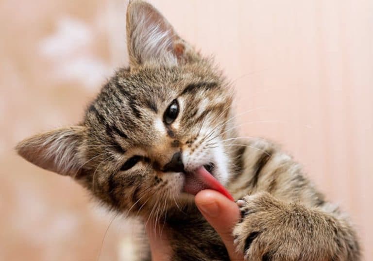 chaton lèche doigt