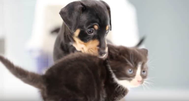 chiots chatons