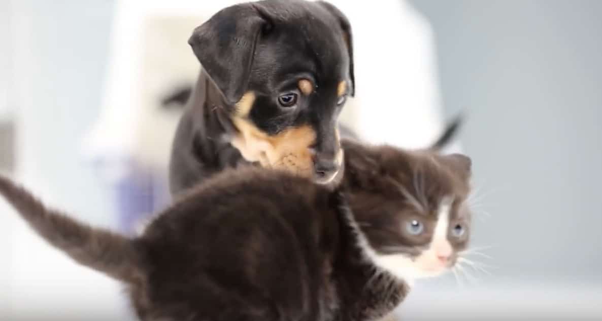 chiots chatons