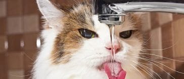 chat boit eau robinet