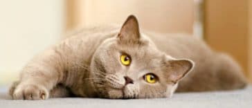 chat british shorthair couché