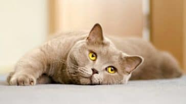 chat british shorthair couché
