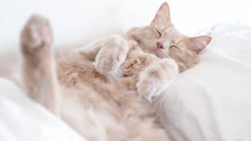 chat couché dort