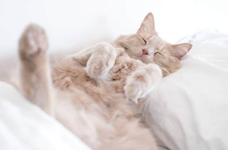 chat couché dort