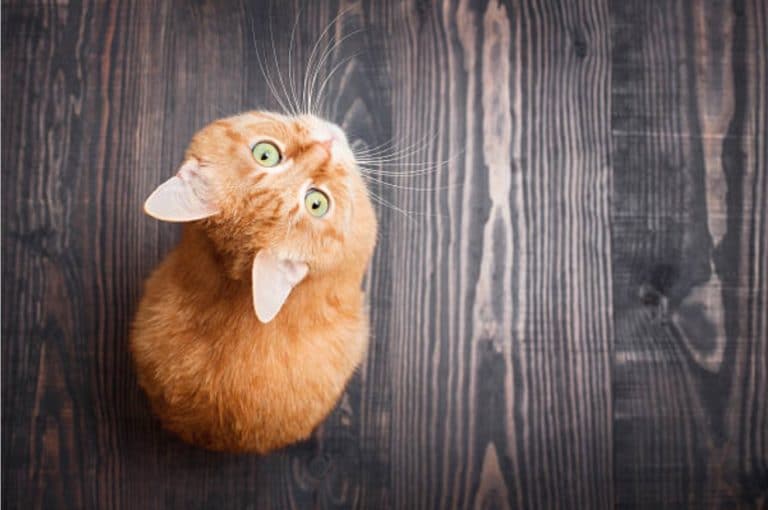 chaton roux assis