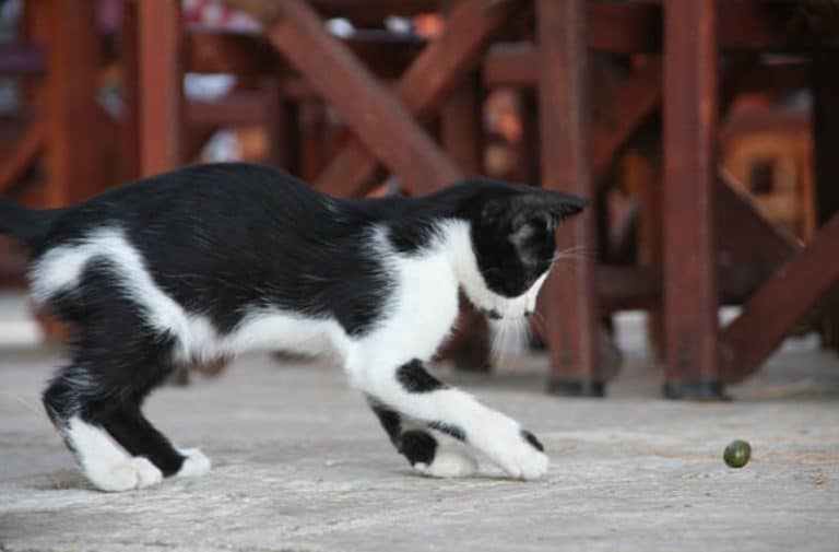 chat joue olive