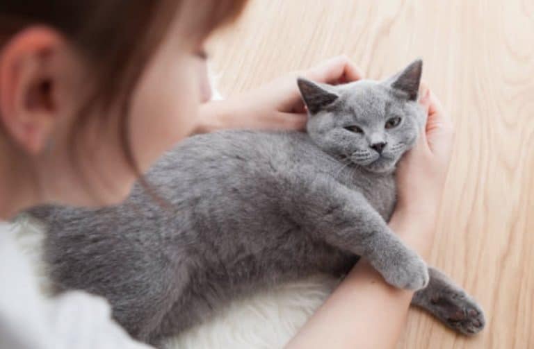 chat gris couché câlin