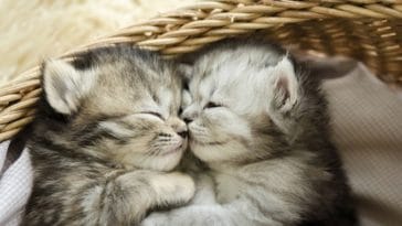chatons dorment panier couchés