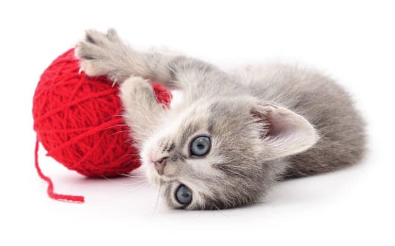 chaton jouet pelote