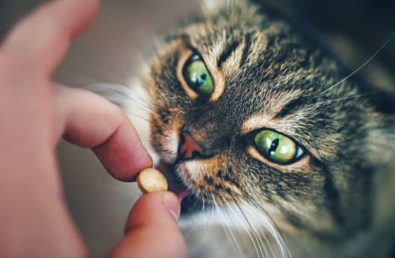 chat comprimé médicament