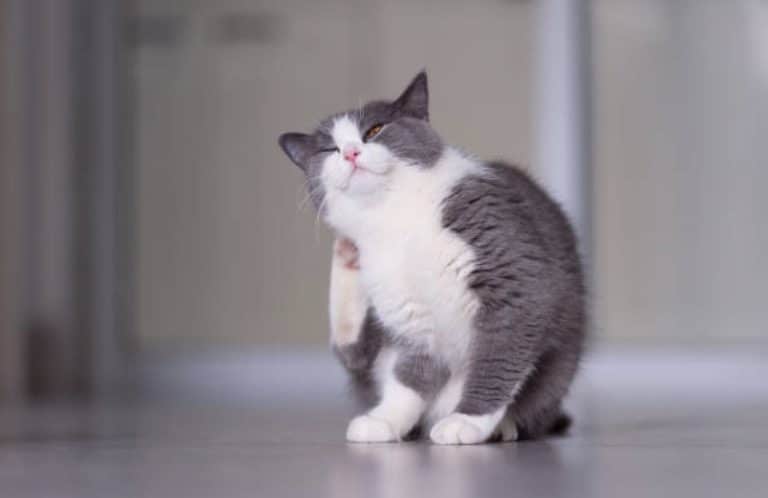 chat gratte démangeaison