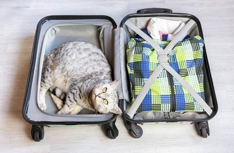 chat voyage valise