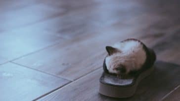 chat pantoufle dormir chaussure