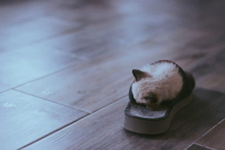 chat pantoufle dormir chaussure
