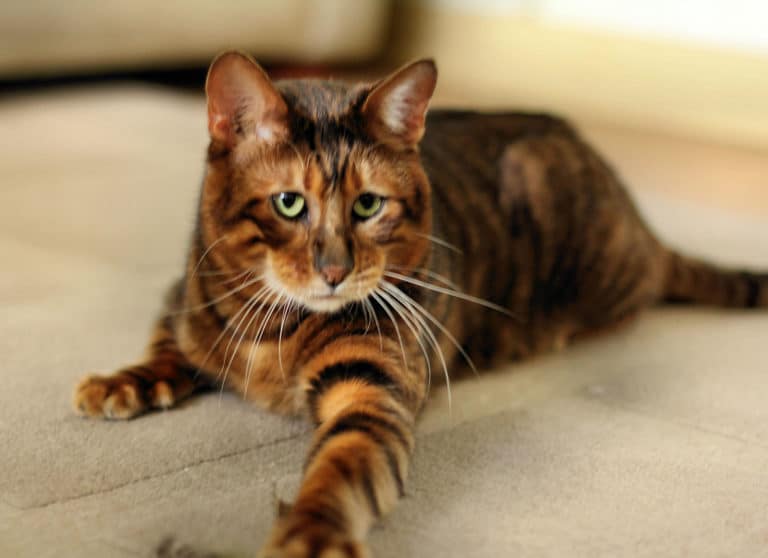 chat toyger