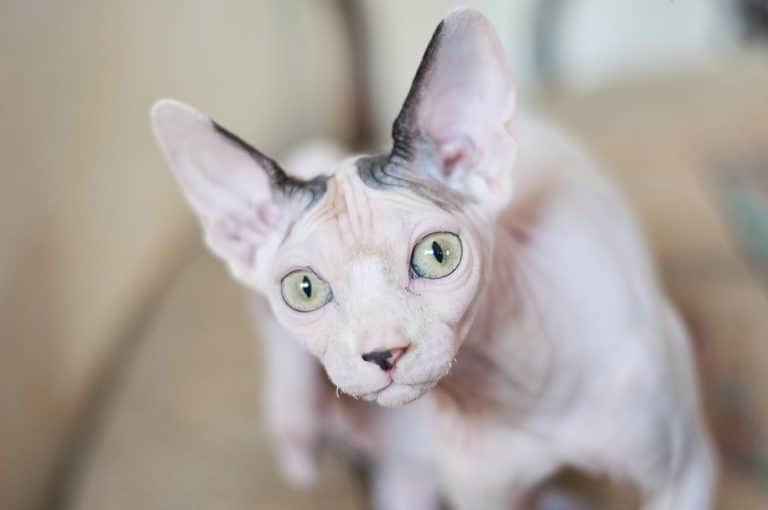 chat sphynx
