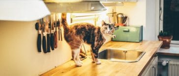 chat cuisine