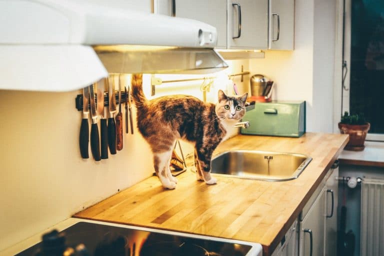 chat cuisine