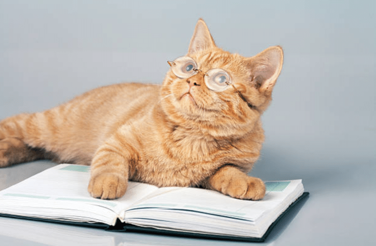 chat intelligent lunettes livre