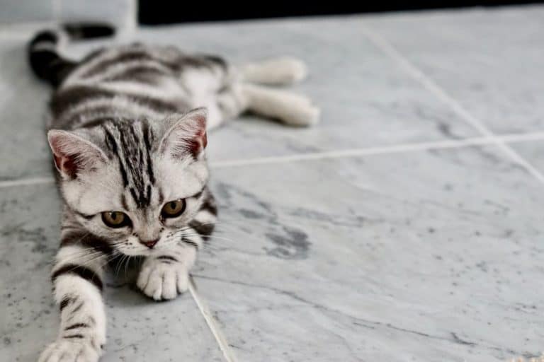 chaton couché