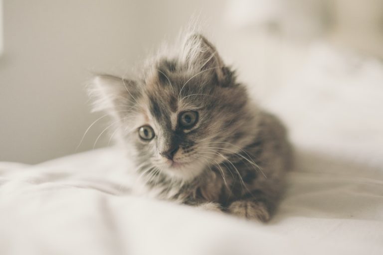 chaton couché lit