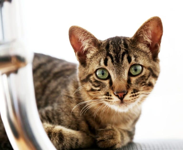 chat tigré yeux verts