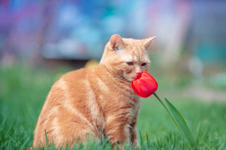 chat
