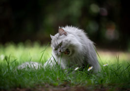 chat mange herbe