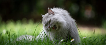 chat mange herbe