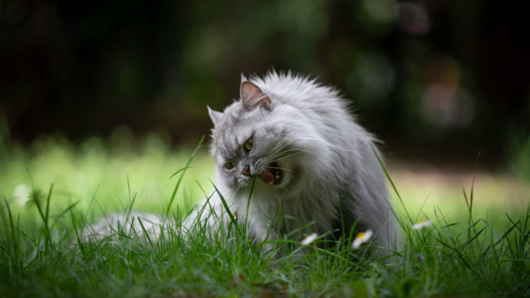chat mange herbe