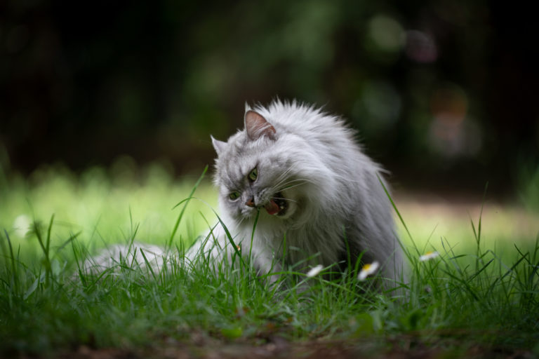 chat mange herbe