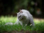 chat mange herbe