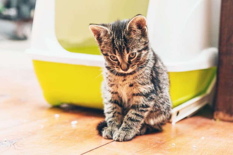 chat litière