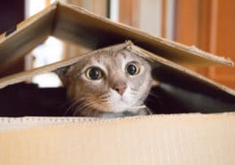 chat carton