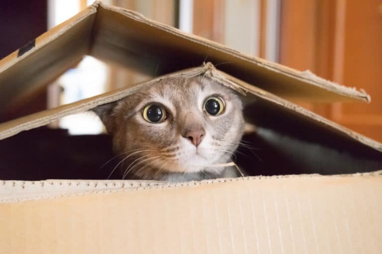 chat carton