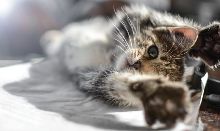 chaton étirement