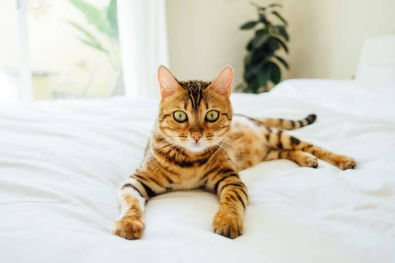 chat bengal couché