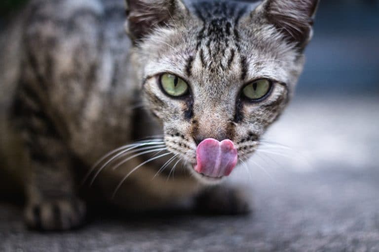 chat langue regard