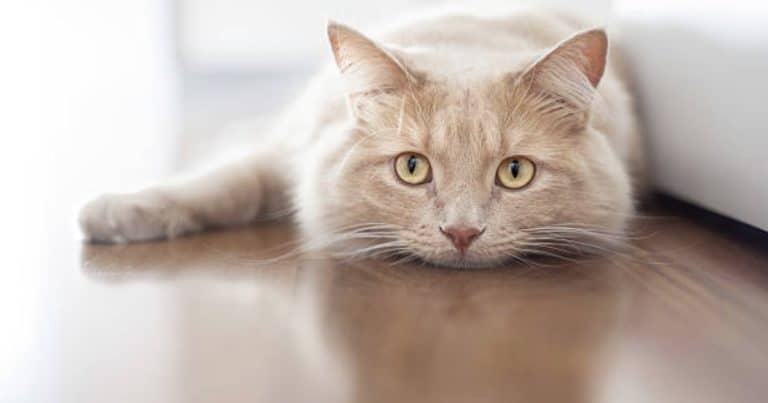 chat couché triste