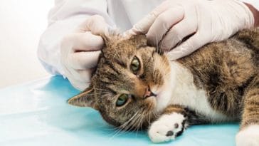 chat vétérinaire oreille