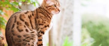 chat bengal