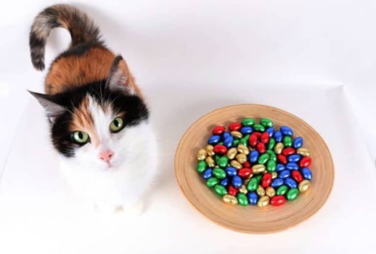 chat chocolat