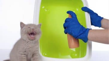 chaton litière nettoyer