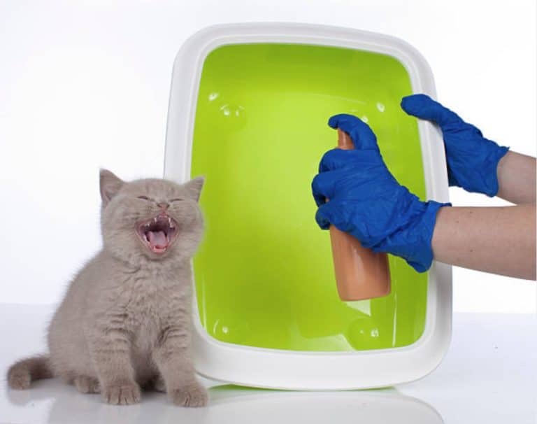chaton litière nettoyer