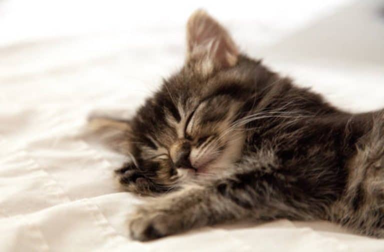 chaton couché dort