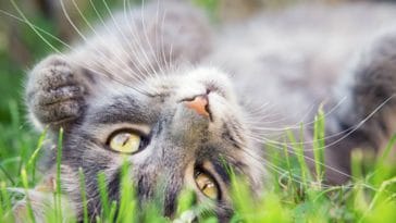 chat gris couché herbe